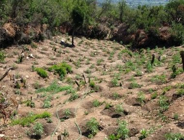 Μεσσηνία: Μεγάλη φυτεία με πάνω από 1.000 χασισόδεντρα